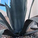 Mycelio Atlantic With Atlantic View